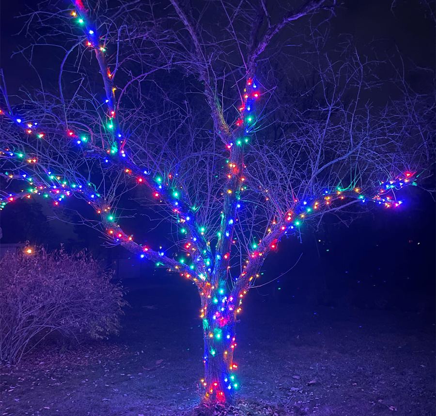 Bare tree wrapped in multicolor holiday lights